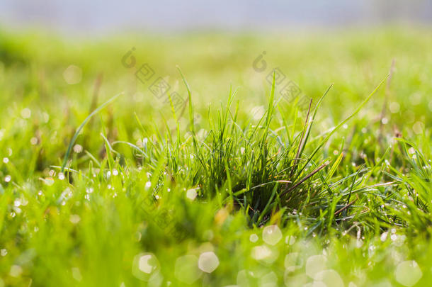 草，背景，绿色，自然，春天，草坪，夏天，生长，早晨