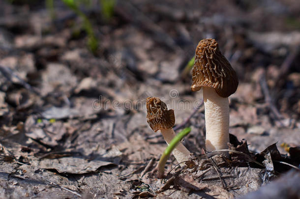 春季森林中可食用的<strong>莫雷尔</strong>蘑菇。
