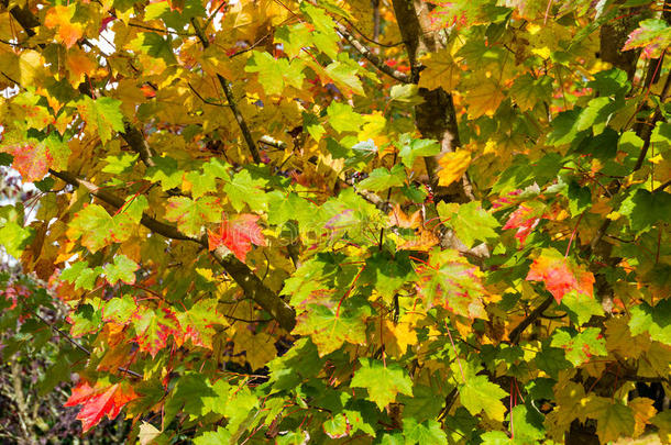 秋天的枫叶背景。 黄色和红色的叶子纹理