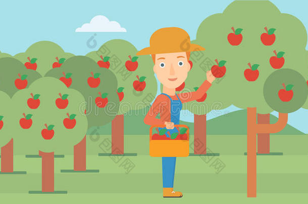 农民收集苹果。