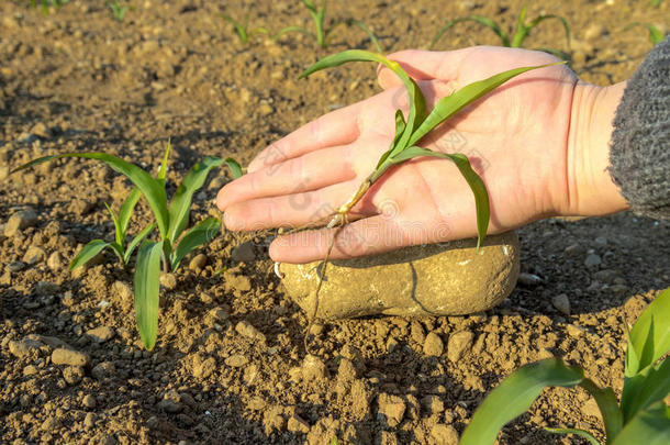 用农民的手从有机农业中采集小玉米植物