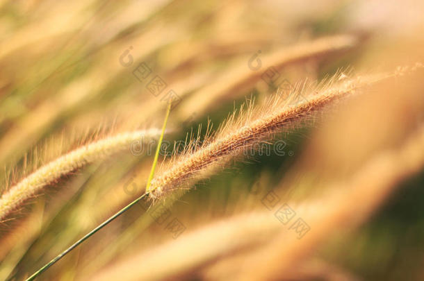 秋天蓝色特写镜头领域植物区系