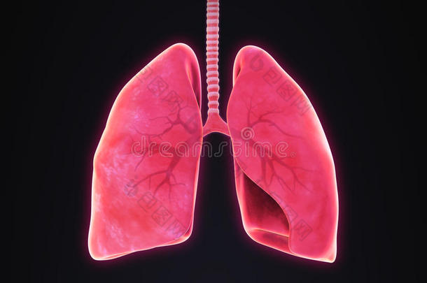 肺泡解剖学解剖顶哮喘