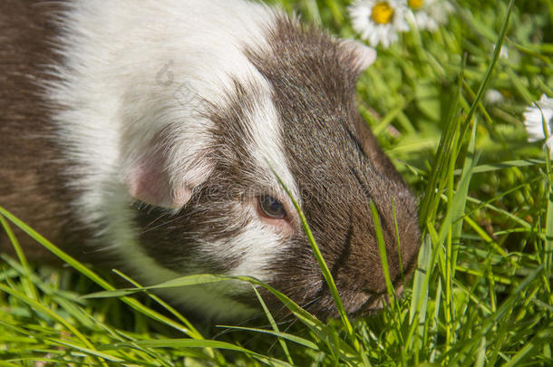 豚鼠在草地上<strong>吃东西</strong>。