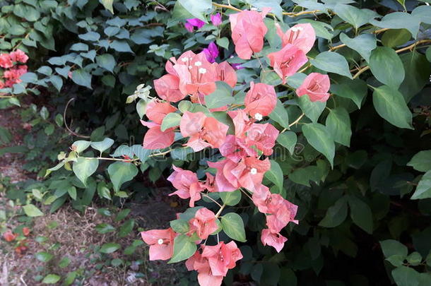 花园里盛开的橙色纸花(花