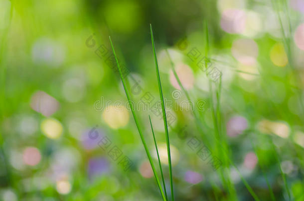 春天森林地面覆盖的草