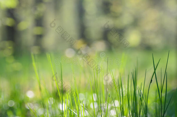 春天森林地面覆盖的草