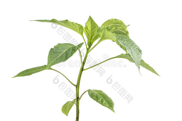 幼苗辣椒（辣椒，辣椒）植物蔬菜的细节