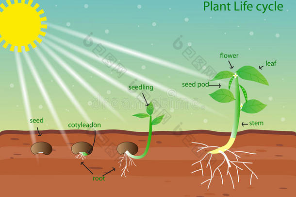 植物生命周期