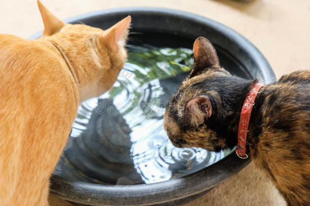 一对猫喝水