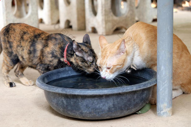 一对猫喝水