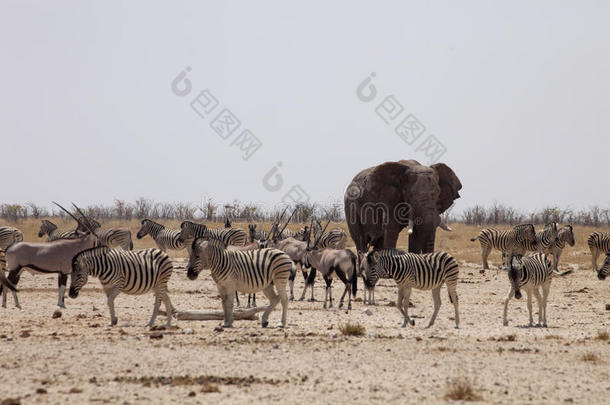 大象和成群的斑马和羚羊在纳米比亚的水洞伊托沙等待正午的炎热