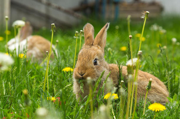 可爱的复活节小兔子