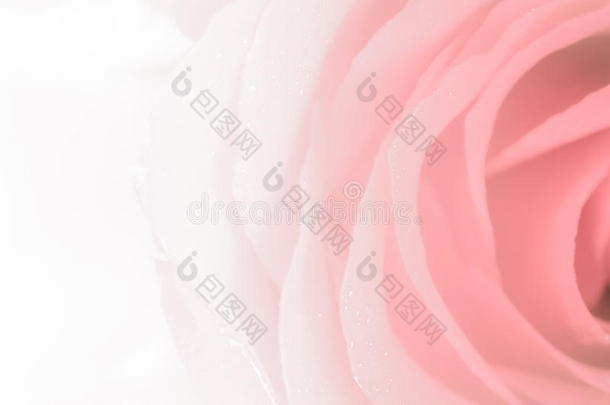 花玫瑰花瓣，柔软，甜美的色调甜美的风格。 装饰背景