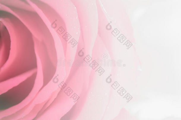 花玫瑰花瓣，柔软，甜美的色调甜美的风格。 装饰背景