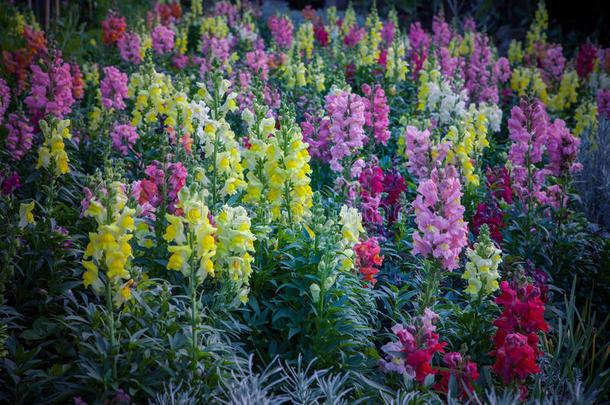 美丽的<strong>冬季花卉</strong>植物在香麦林开花