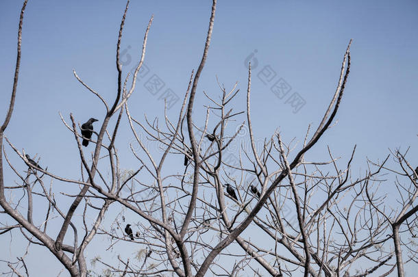 光秃秃的树枝上的黑色乌鸦