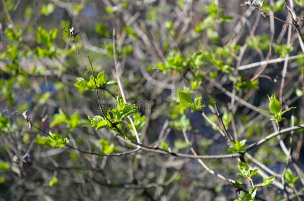 紫丁香的枝条，在春天的阳光下有嫩嫩的叶子