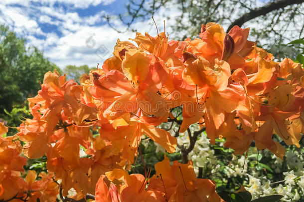 杜鹃花花开花儿花可以