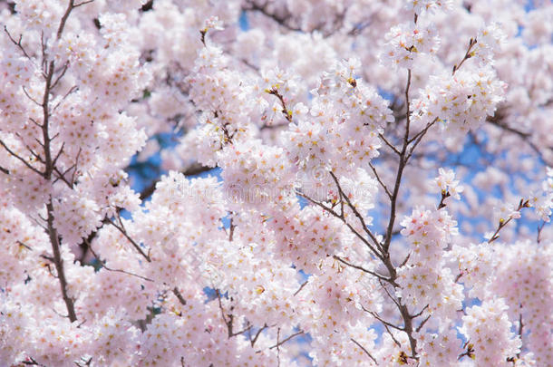 日本的一种樱花，叫做樱花，春天在它的枝条上盛开