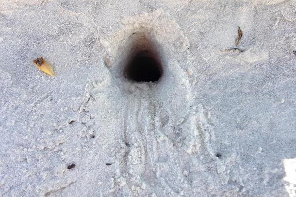 大西洋鬼蟹(Ocypode<strong>四边形</strong>)在沙丘中的洞穴入口。