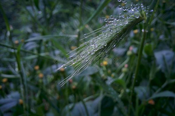 花露水