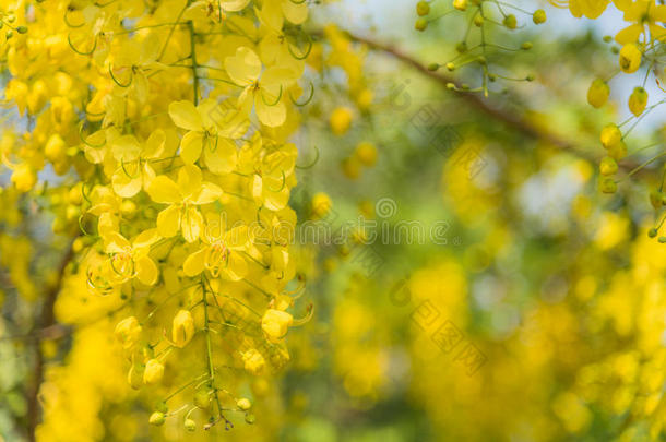 决明子瘘管，热带黄花