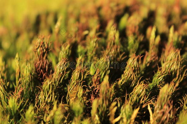 苔藓植物自然花卉宏观生物学苔藓植物的特写细节