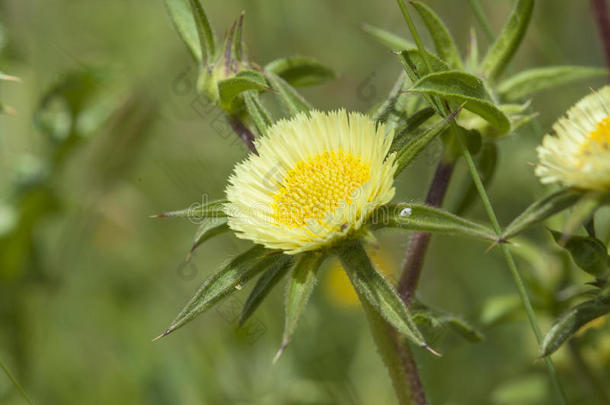 葛兰属植物，<strong>花甲</strong>状腺