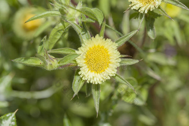 葛兰属植物，<strong>花甲</strong>状腺