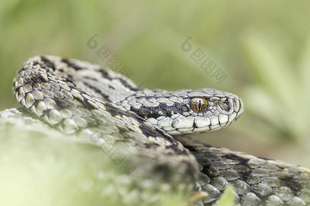 摩尔多瓦草原毒蛇