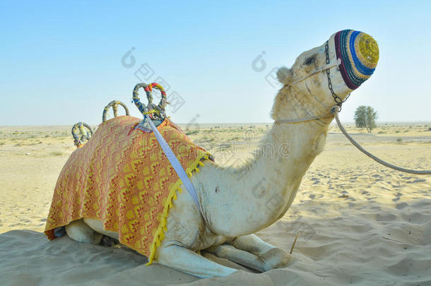 骆驼坐在沙子上，仰望阿联酋的沙漠