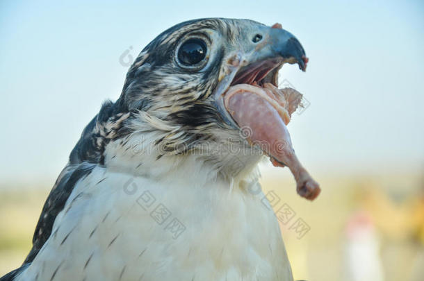 猎鹰在沙漠里吃鸡肉
