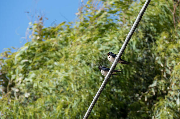 燕子仓（hirundo rustica）