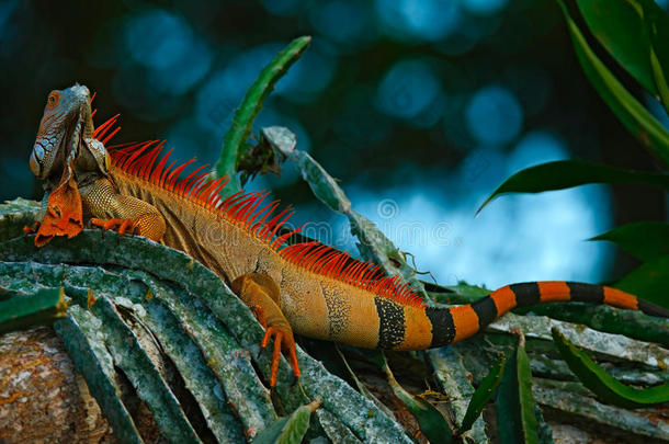 绿色鬣蜥，鬣蜥，深绿色森林中橙色大蜥蜴的肖像，自然热带森林栖息地中的动物