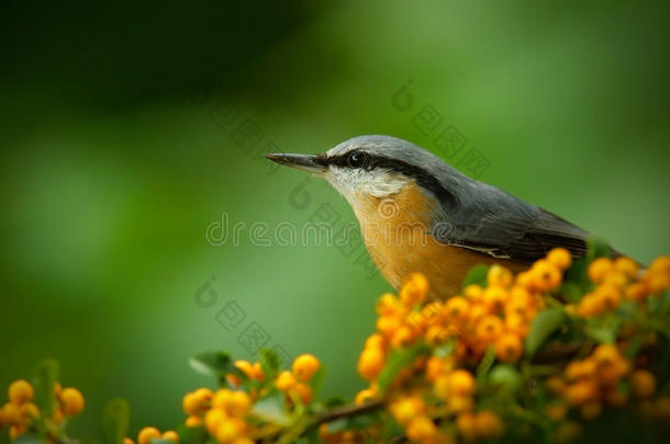 欧亚努萨奇，西塔欧帕亚，美丽的黄色和蓝灰色的鸣鸟坐在黄色的花朵上，鸟在自然森林里