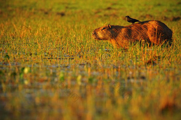 最大的老鼠，Capybara，HydrochoerusHydrochaeris，日落时有黄昏的光线，野生动物在自然栖息地，鸟在