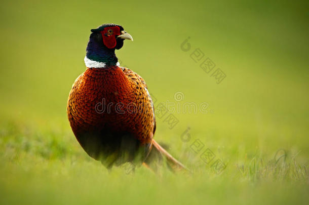 常见的野鸡，长尾鸟在绿草草地上，动物在自然栖息地，野生动物场景来自德国