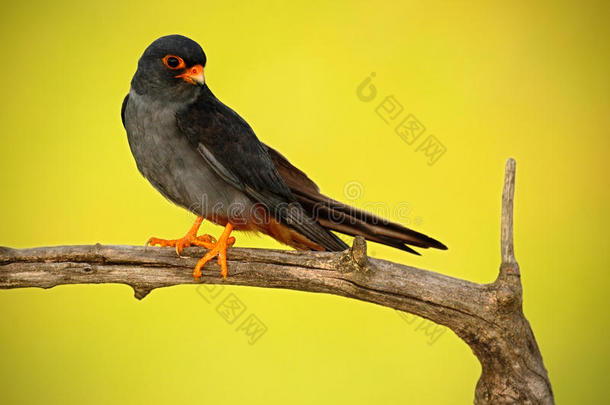鸟红脚猎鹰，猎鹰，坐在树枝上，背景清澈绿色和黄色，野生动物，动物在