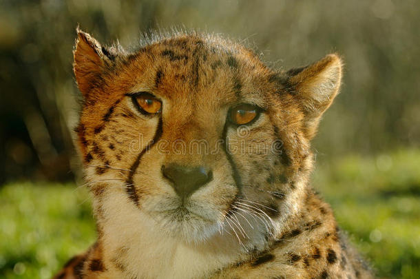 猎豹，乌，野生猫<strong>的</strong>详细太阳肖像，陆地上最<strong>快的</strong>哺乳动物，猎豹可以达到60或可能<strong>的速度</strong>