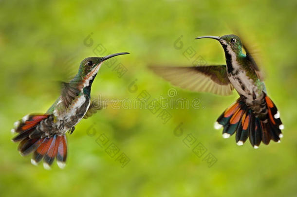 两只蜂鸟绿色胸芒果在苍蝇与浅绿色和橙色的花背景，野生热带鸟类在TH