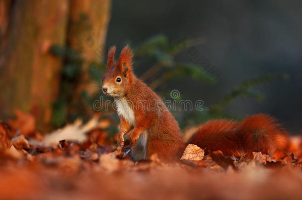 可爱的红松鼠，长尖的耳朵，在秋天的橙色场景中吃坚果，背景是美丽的落叶森林，藏在里面