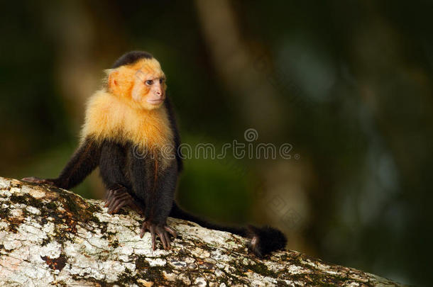 黑<strong>猴子</strong>坐在黑暗热带森林的树枝上。 <strong>猴子</strong>白头卷尾猴，卷尾猴。 <strong>猴子</strong>在NA