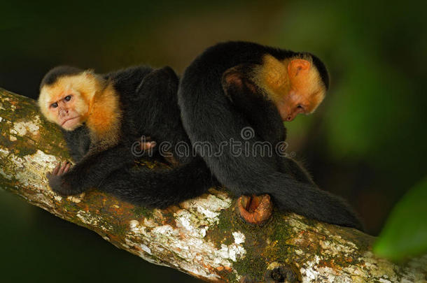 黑<strong>猴子</strong>坐在黑暗热带森林的树枝上。 <strong>猴子</strong>白头卷尾猴，卷尾猴。 <strong>猴子</strong>在NA