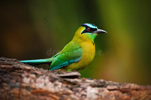 蓝冠<strong>莫莫</strong>特，<strong>莫莫</strong>特，美<strong>丽</strong>的绿色和黄色的鸟的肖像，野生的自然，动物在自然森林栖息地