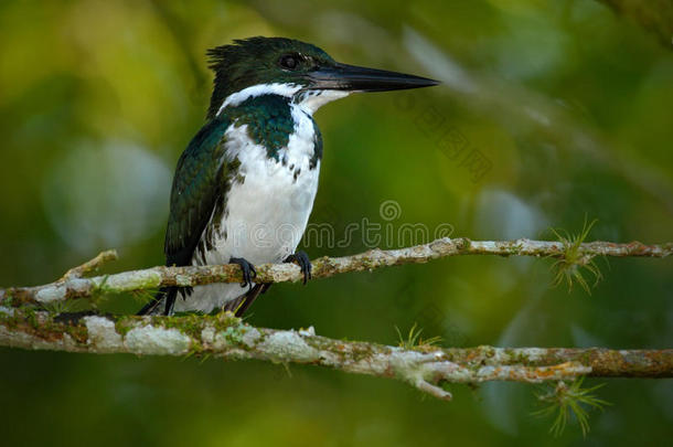 亚马逊翠鸟，氯菊。 绿色和白色翠鸟坐在树枝上。 翠鸟在自然栖息地