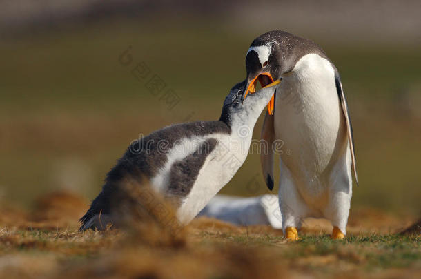 喂食场景。 年轻的绅士企鹅在成年绅士企鹅旁边觅食，福克兰群岛。 草地上的企鹅。 年轻