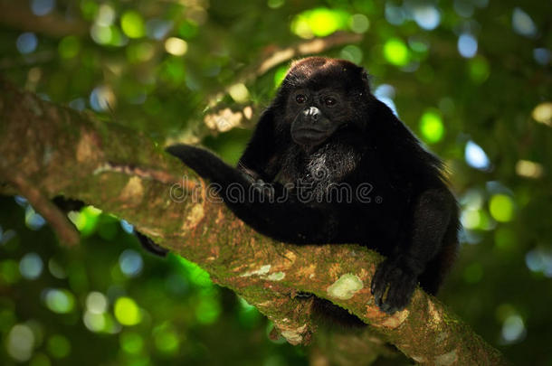 黑猴子。 咆哮猴阿拉乌塔·帕利亚塔在自然栖息地。 森林里的黑猴子。 黑色猴子在里面