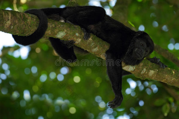黑猴子。 咆哮猴阿拉乌塔·帕利亚塔在自然栖息地。 森林里的黑猴子。 黑色猴子在里面