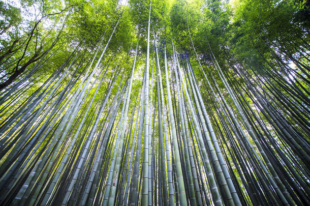 美丽的竹林在中山京都-明亮的加工风格图片